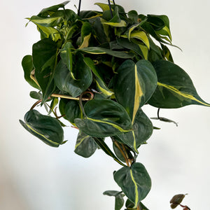 Philodendron Brazil 6” hanging basket
