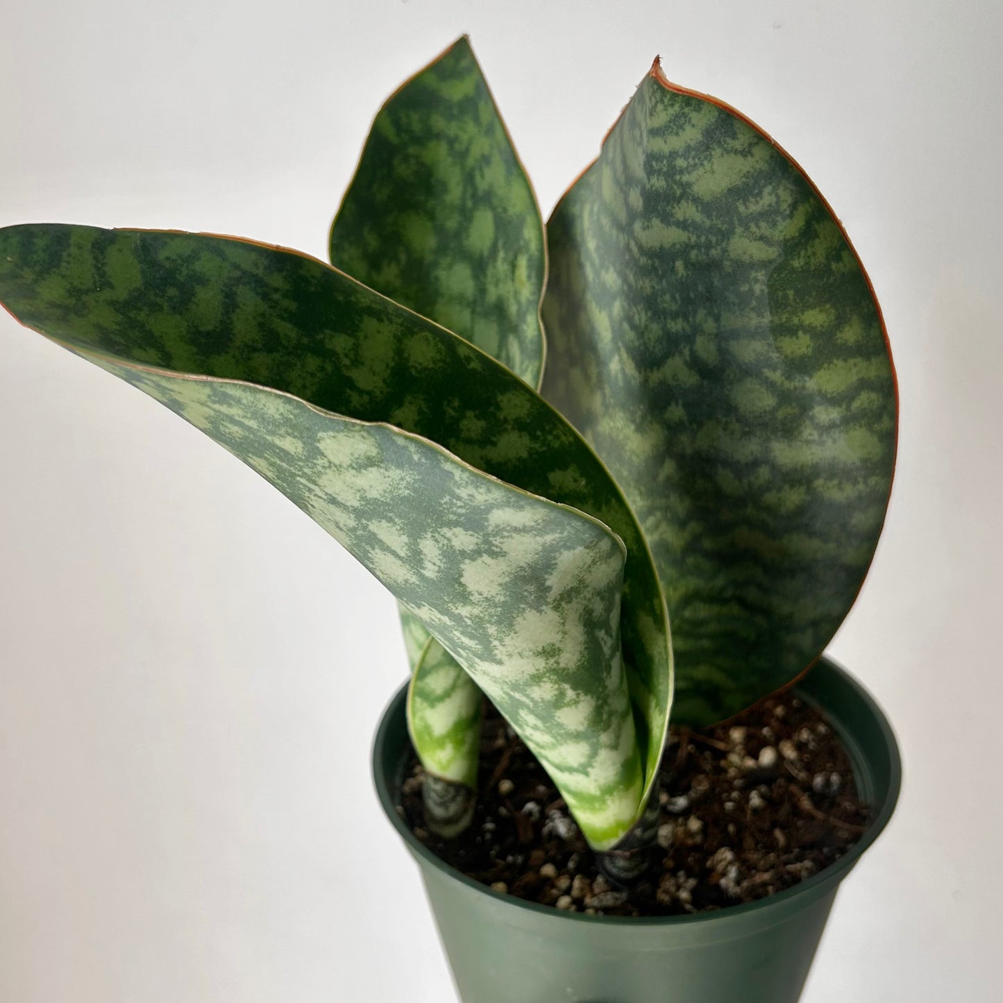 Sansevieria “Whale Fin” in 6” pot