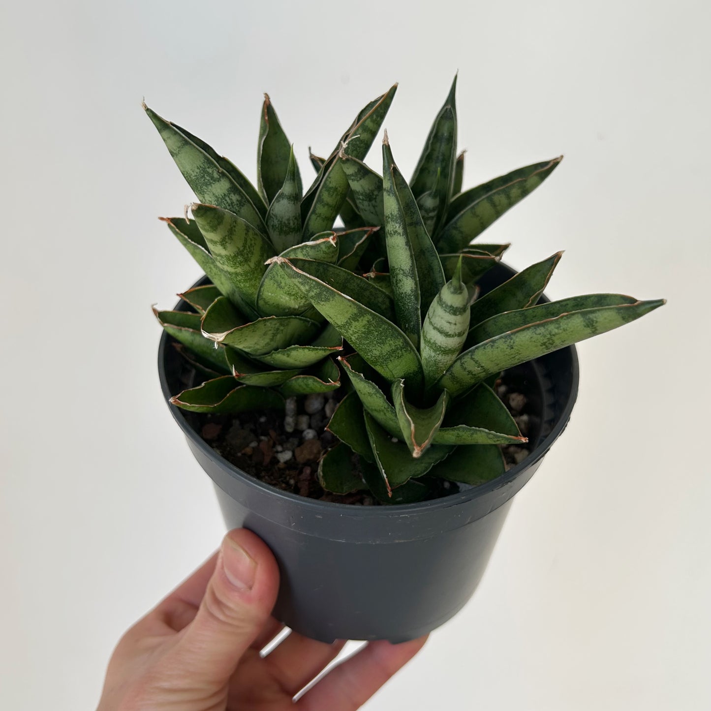 Sansevieria francisii 5”pot