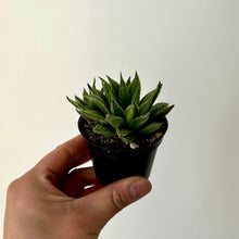 Load image into Gallery viewer, Haworthia “Sugar Candy” 2.5&quot; pot
