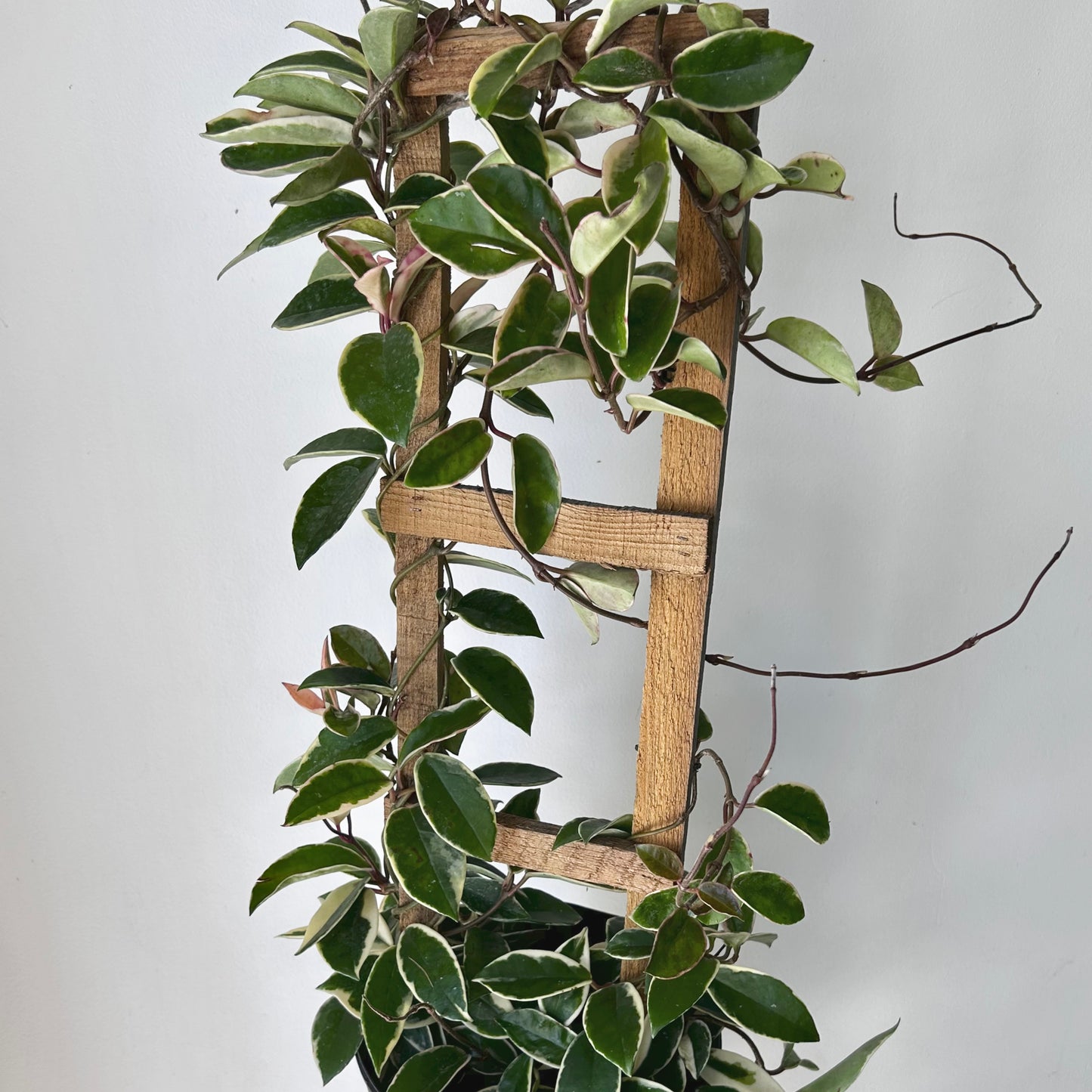 Hoya carnosa "Krimson Queen” on wood trellis 10” pot