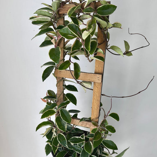 Hoya carnosa "Krimson Queen” on wood trellis 10” pot