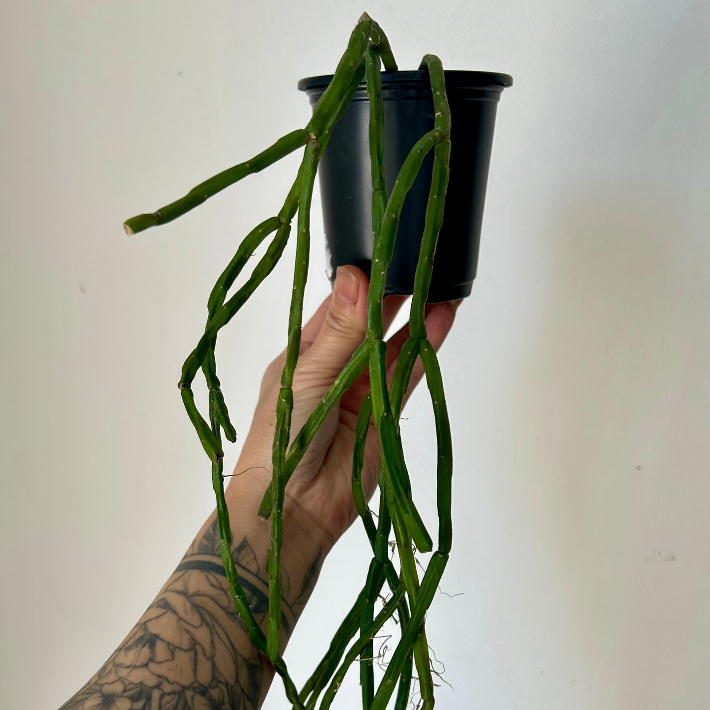 Rhipsalis Paradoxa Minor 3.5” pot