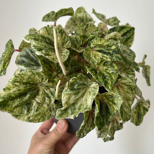 Variegated Peperomia Caperata “Buenos Aires” 4”pot