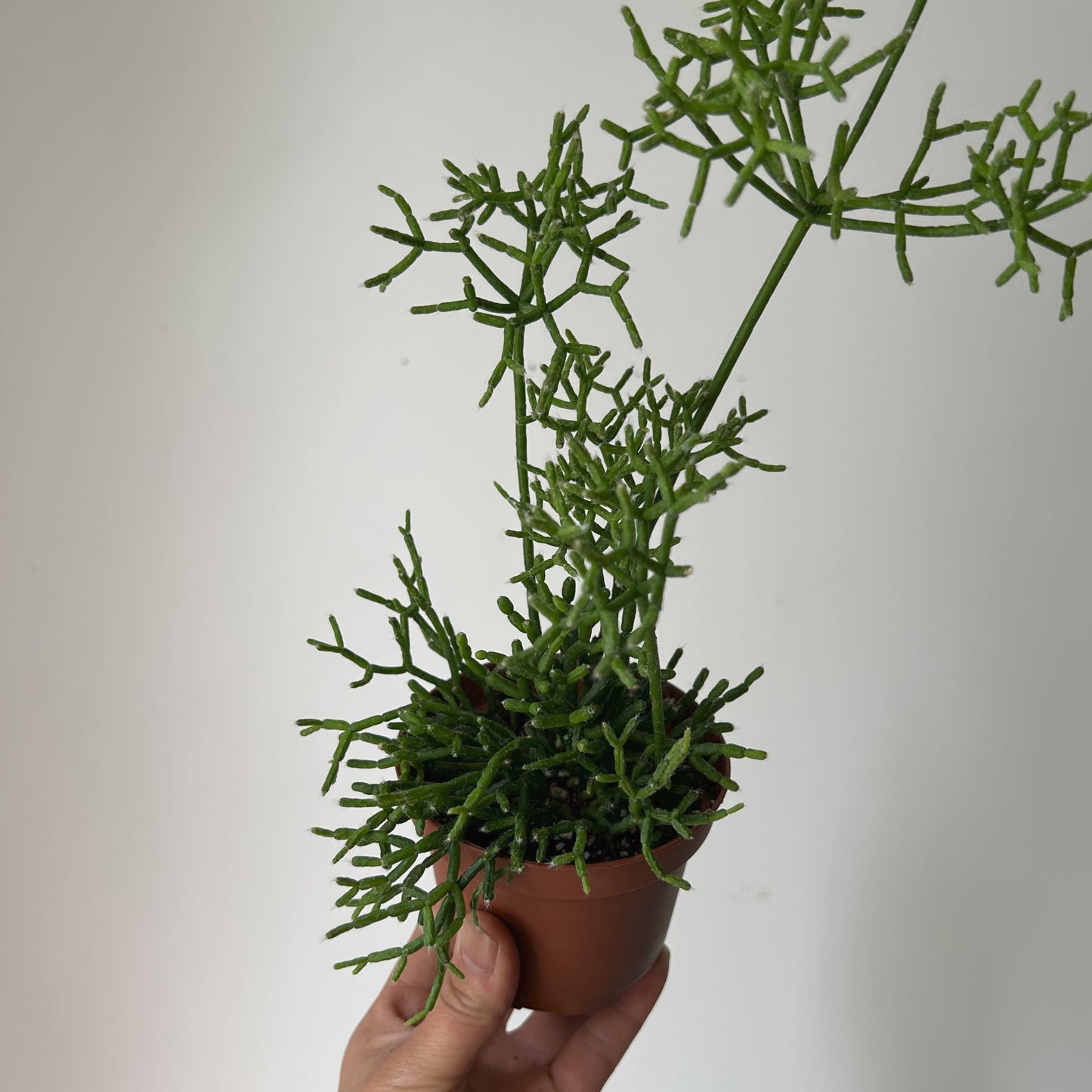 Rhipsalis cereuscula 3.5”pot
