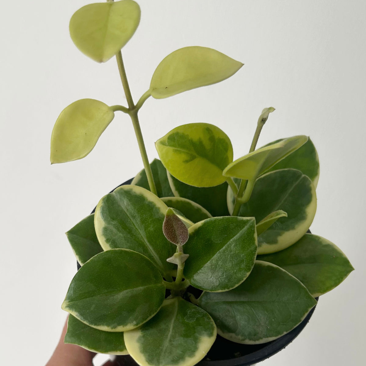 Variegated Hoya australis (Outer-variegation) 4” pot