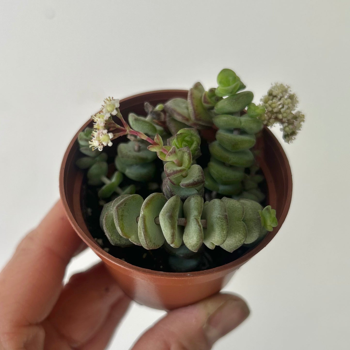 Jade Necklace (Crassula Marnieriana )2.5" pot