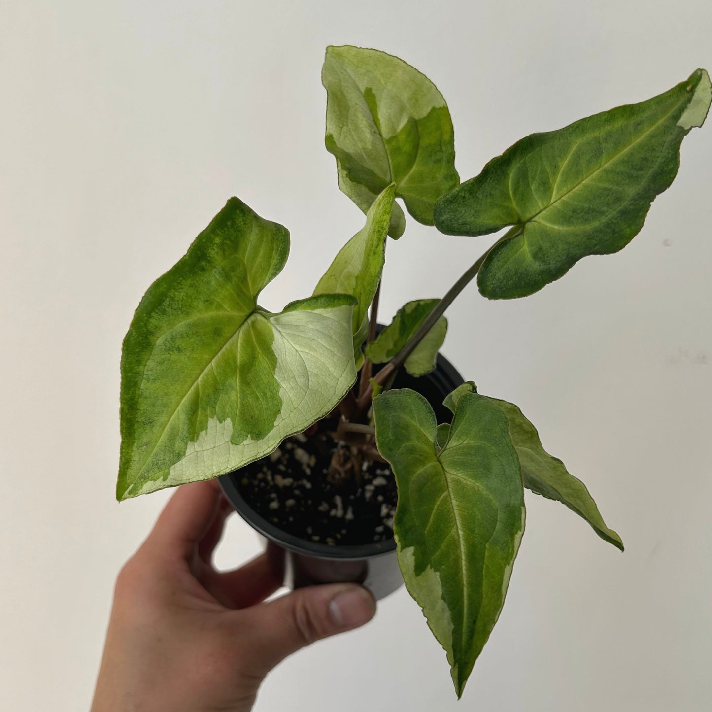 Syngonium “Three Kings” 3.5”pot