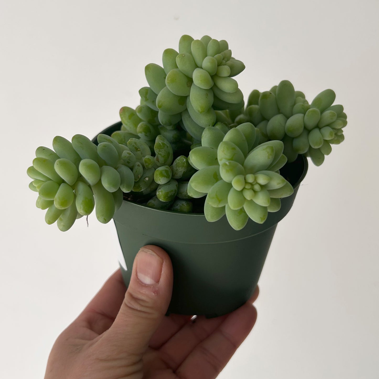 Burro's Tail Succulent  (Sedum morganianum) “Burrito” 4”pot