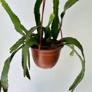 Orchid Cactus (Epiphyllum ) 6” hanging basket