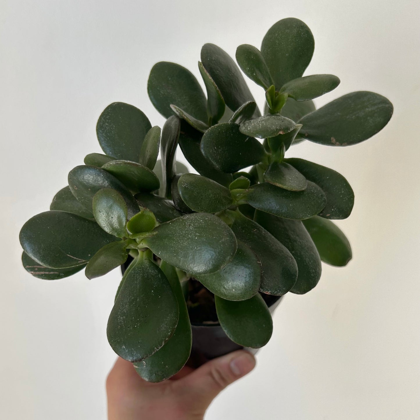 Jade Succulent (Crassula Ovata)  4" pot