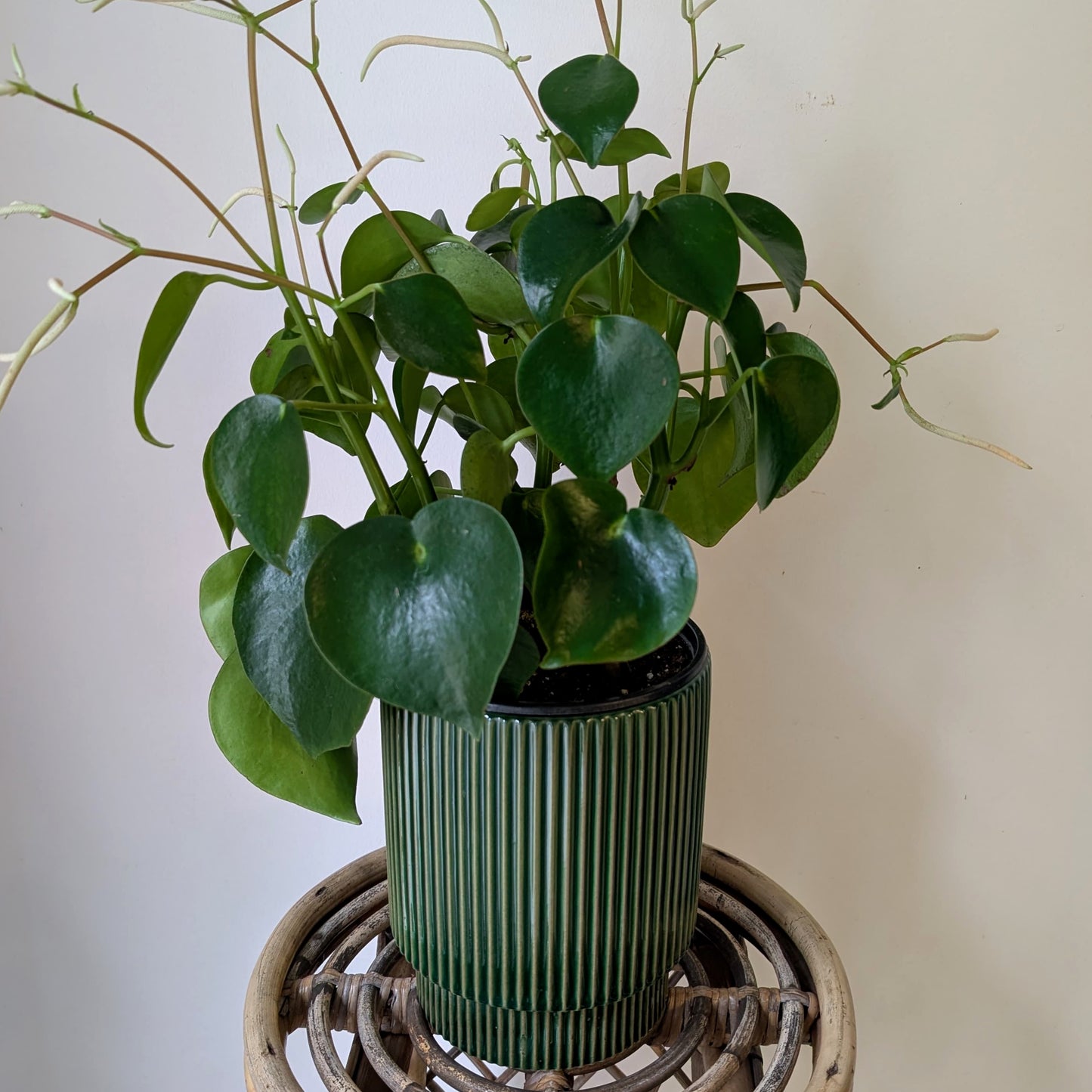 MORRIGAN GREEN Raised Decorative Pot (available in two sizes).