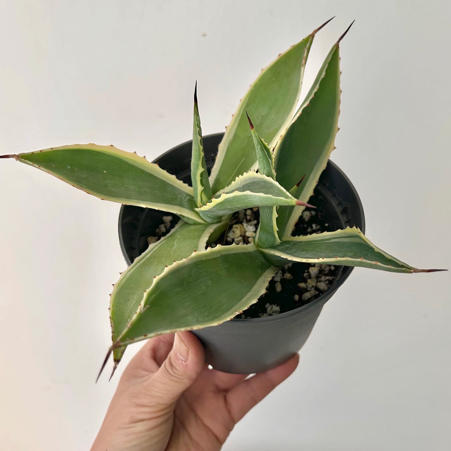 Variegated Agave 5” pot