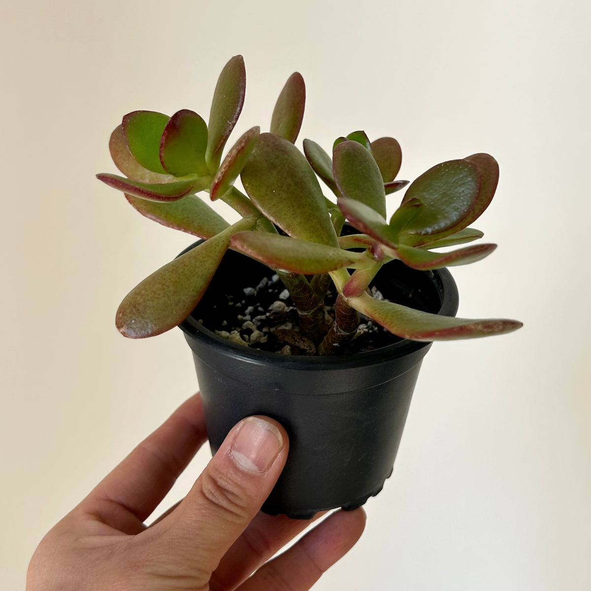 Jade Succulent Ovata “Sunset” 3.5” pot – House of Plants