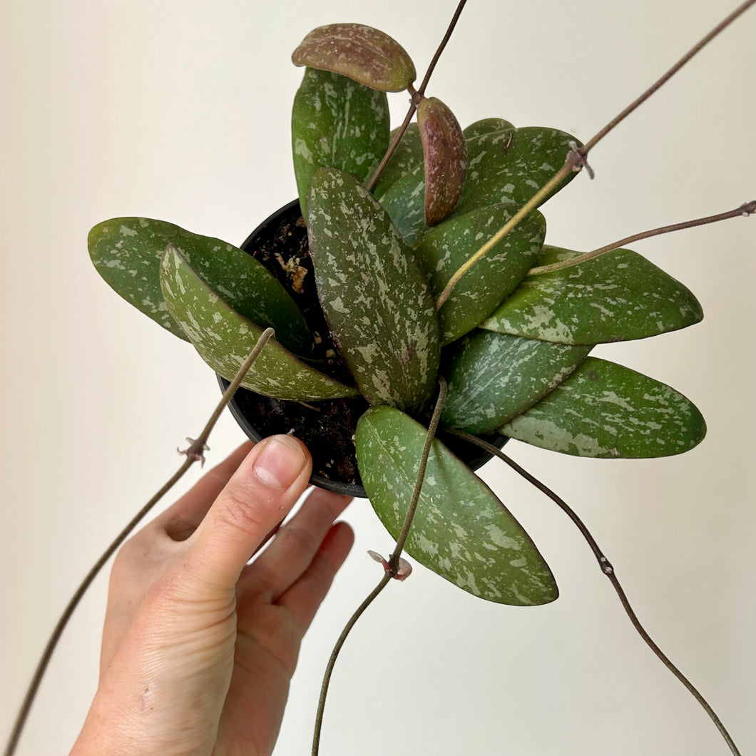 Hoya Sigillatis “Borneo” 4”pot