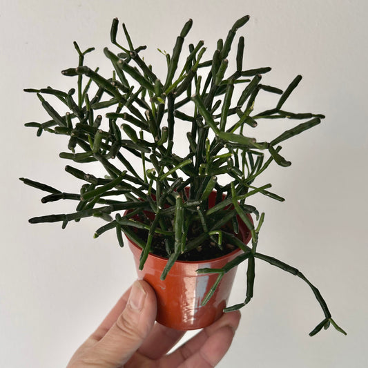 Bottle Cactus (hatiora salicornioides) 3” pot