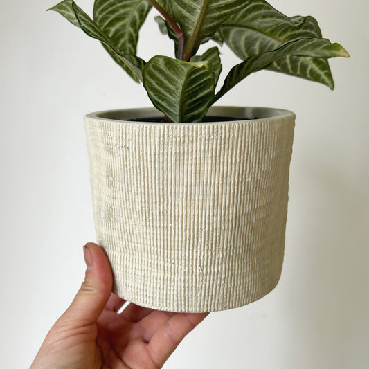 FINLEY textured pot CREAM (4.5”x4)