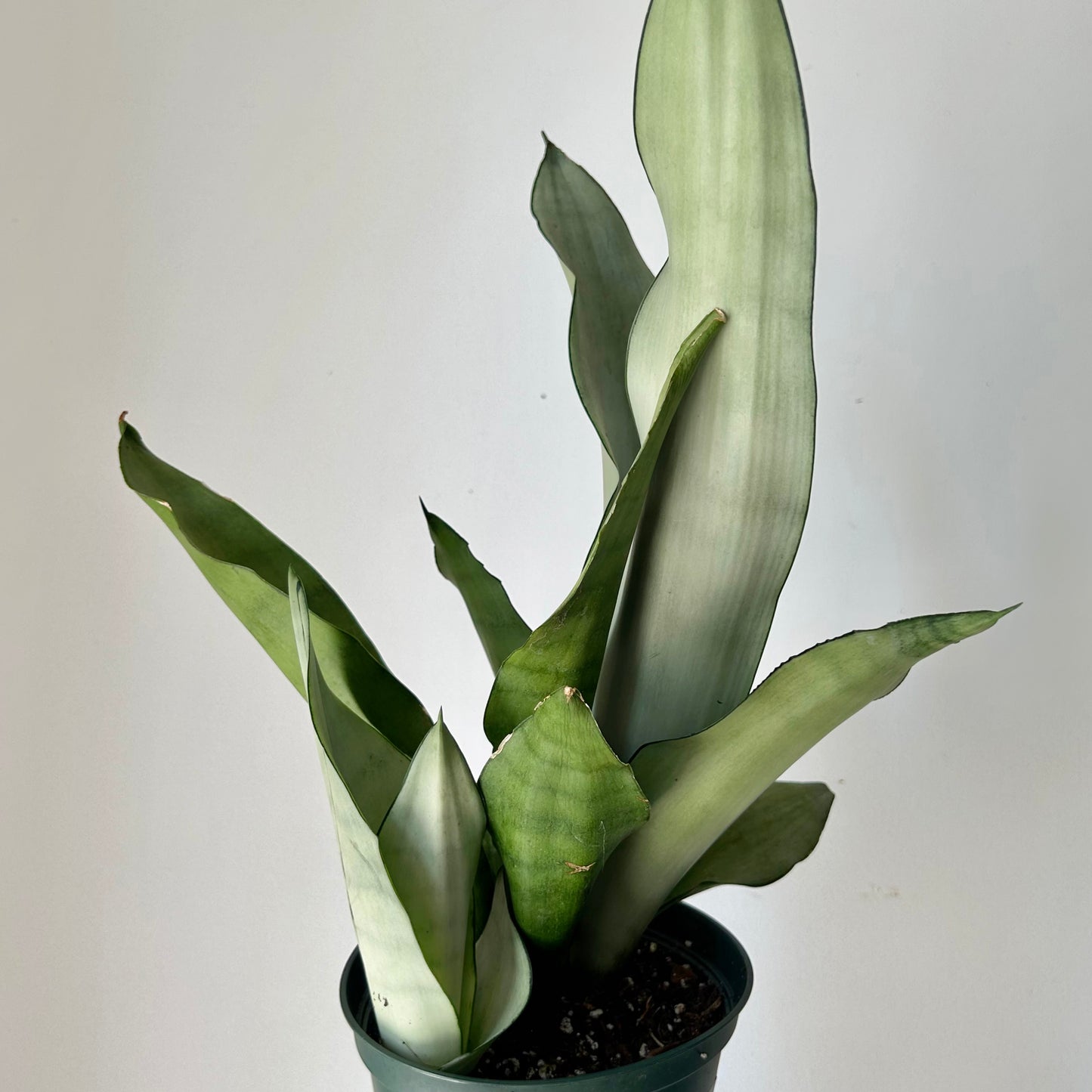 Sansevieria “Moonshine” 6” pot