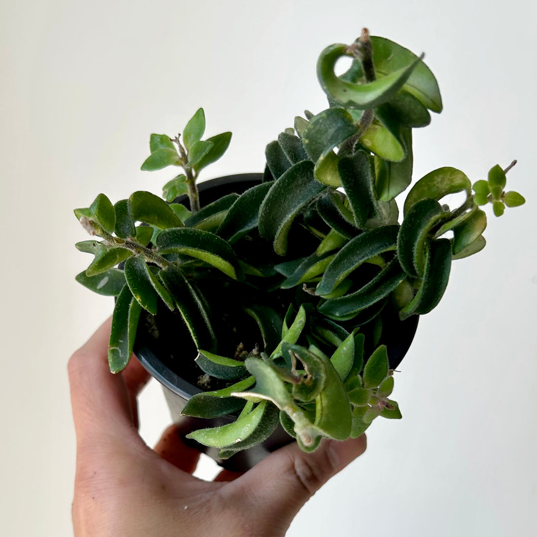 Lipstick Plant Twisted 3.5” pot