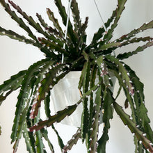 Load image into Gallery viewer, Hurricane Cactus ( Lepismium) 8” hanging basket
