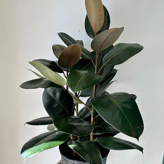 Burgundy Rubber Fig  (Ficus Elastica) approximately 3.5ft tall in 10”pot
