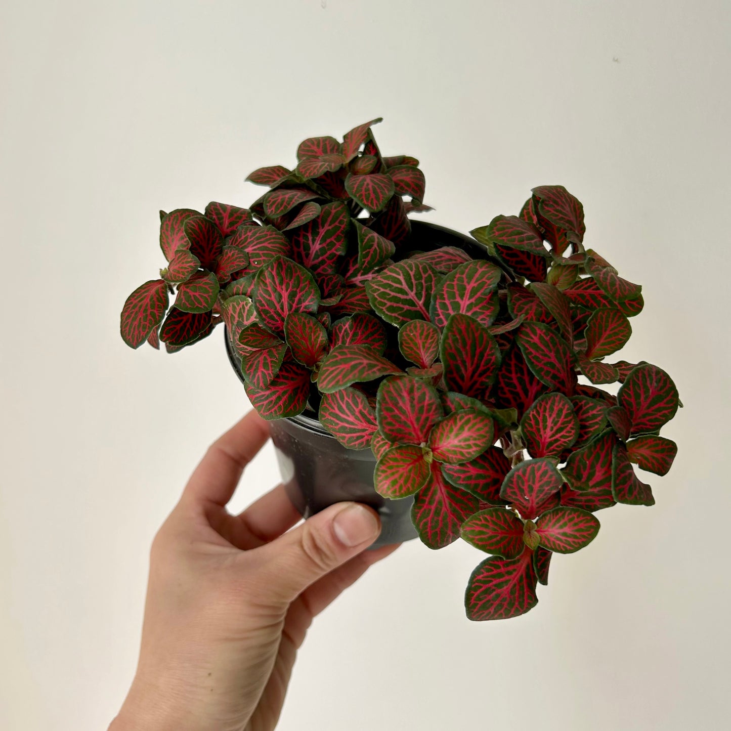 Red Nerve Plant (Fittonia) 3.5”pot