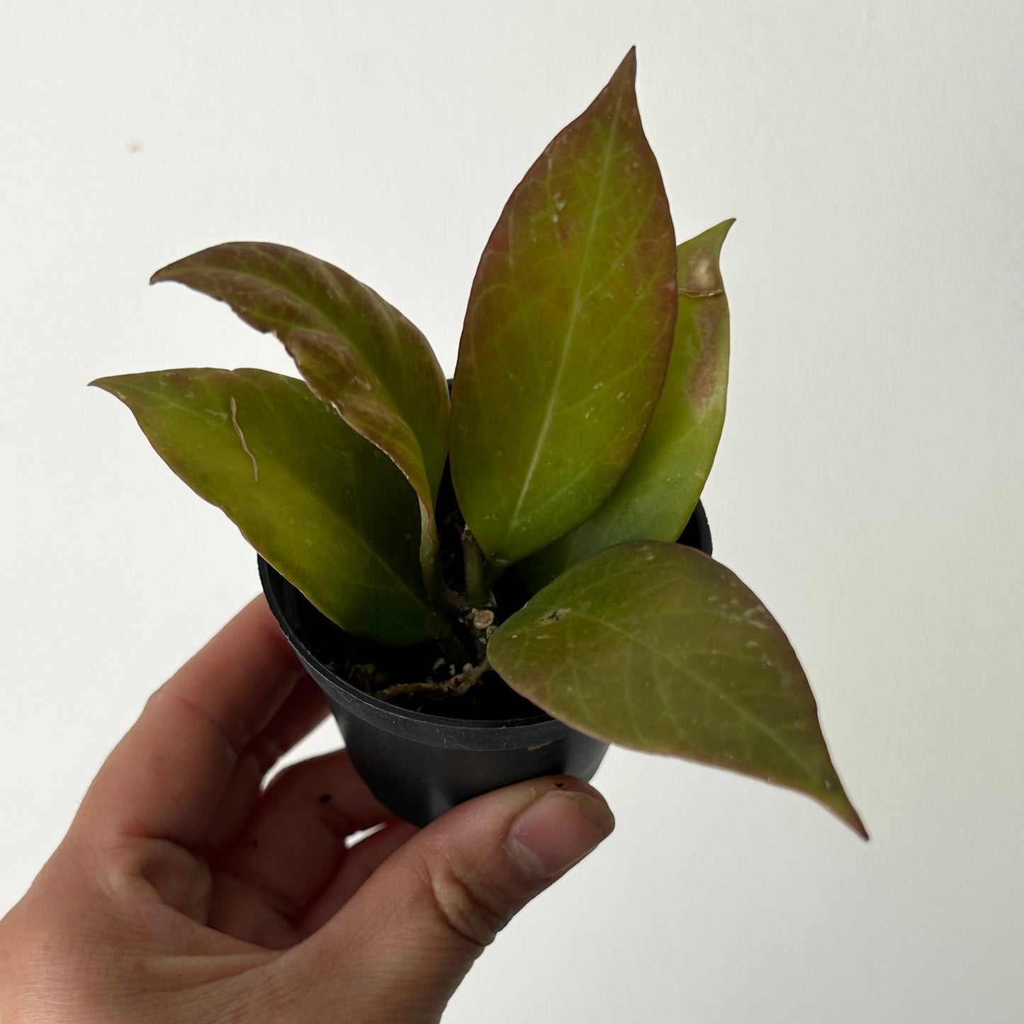 Hoya ‘Sunrise’ 2.5”pot