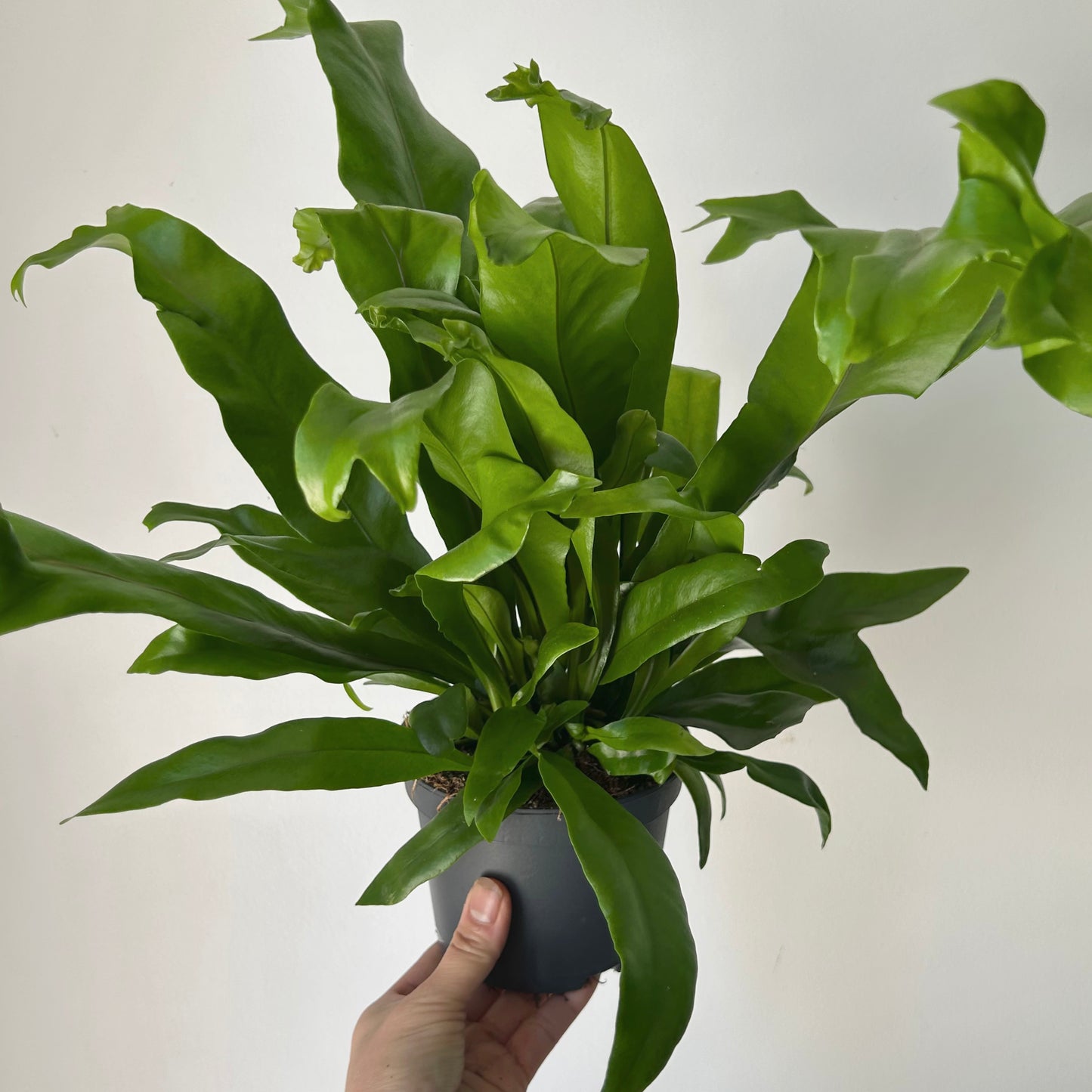 Fern “Green Flame” 5” pot