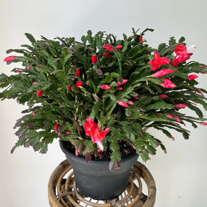 Thanksgiving Cactus 8”pot