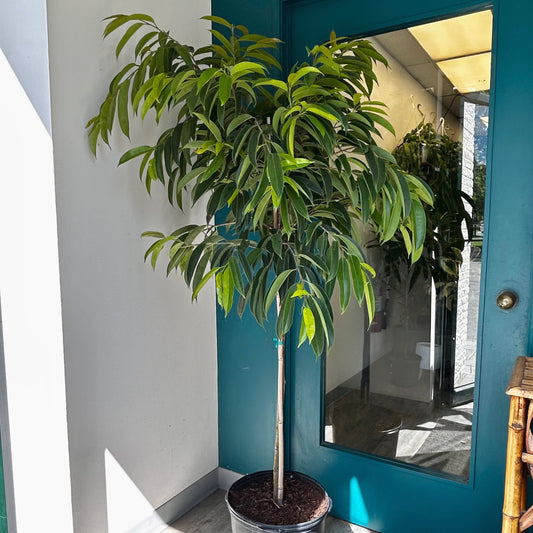 Ficus ‘Amstel King’ 6 ft+ tall 14” pot