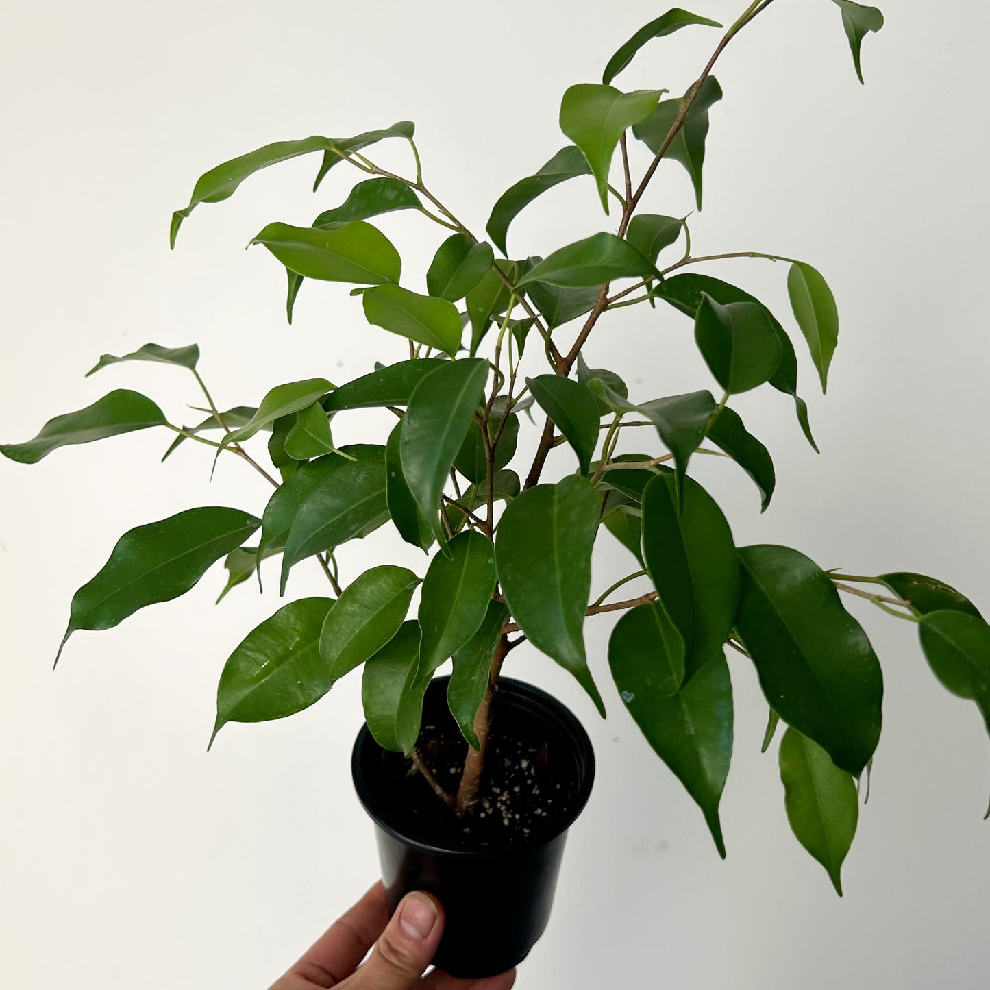 Ficus Benjamina  3.5" pot