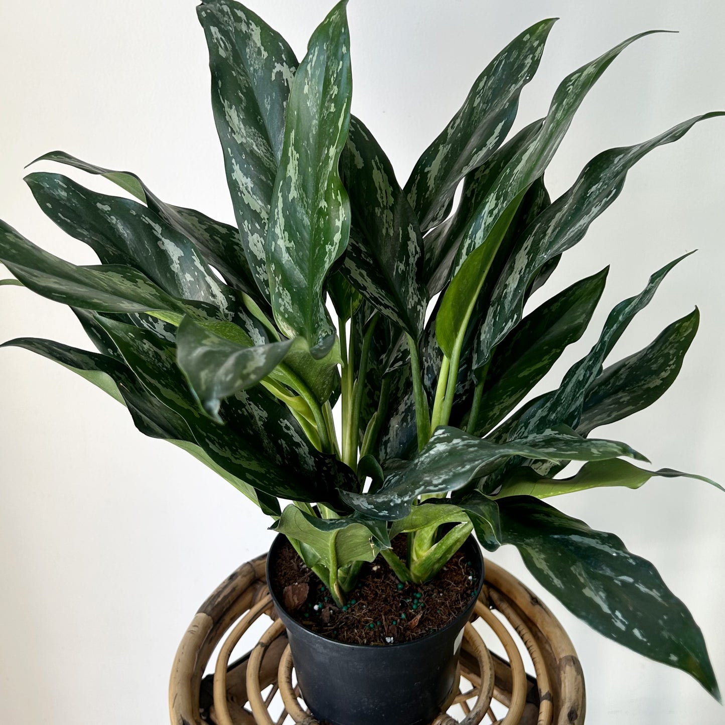 Aglaonema "Shades” 6”pot