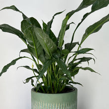 Load image into Gallery viewer, Variegated Peace Lily “Domino” approximately 2ft tall in 6” pot
