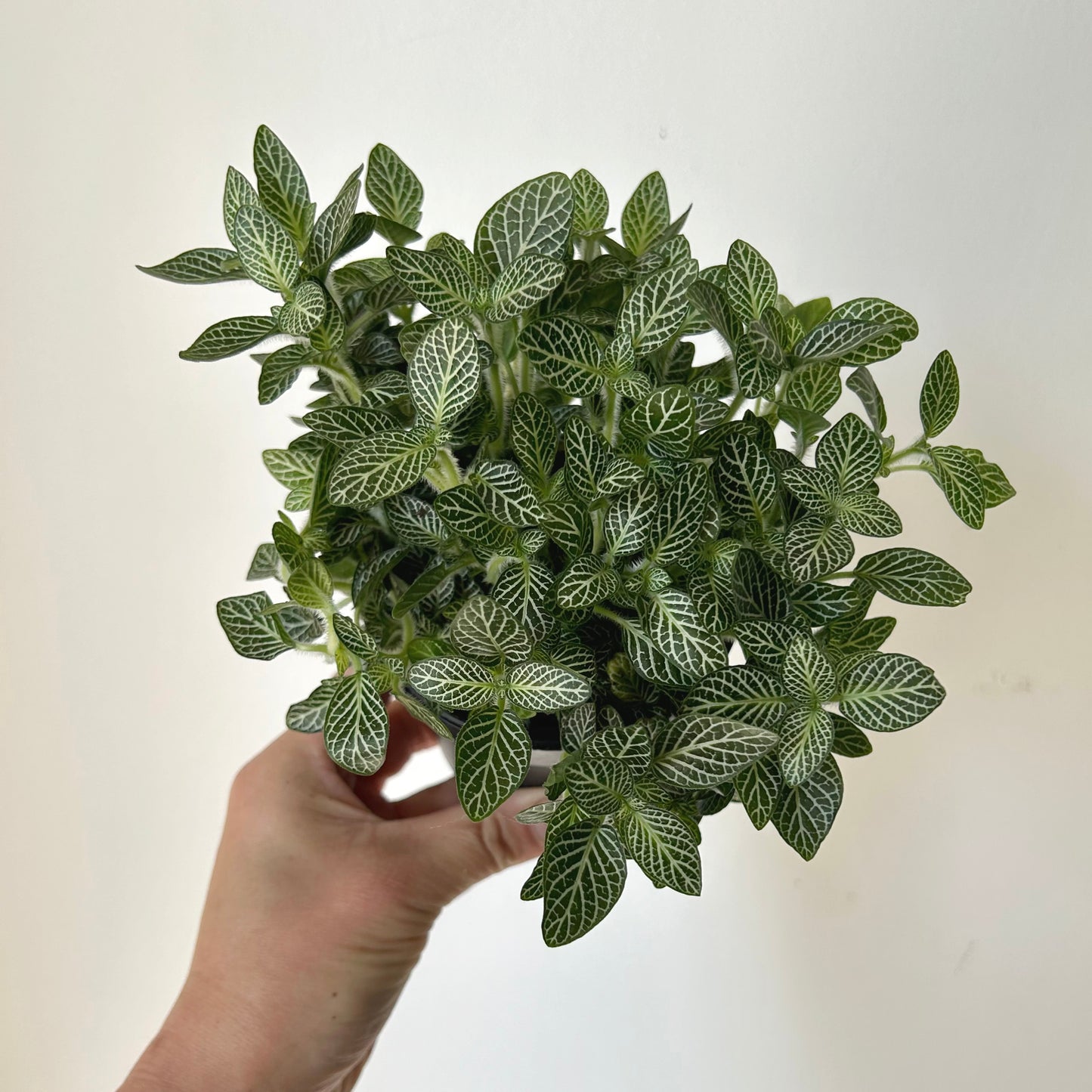 Nerve Plant (Fittonia) 3.5”Pot