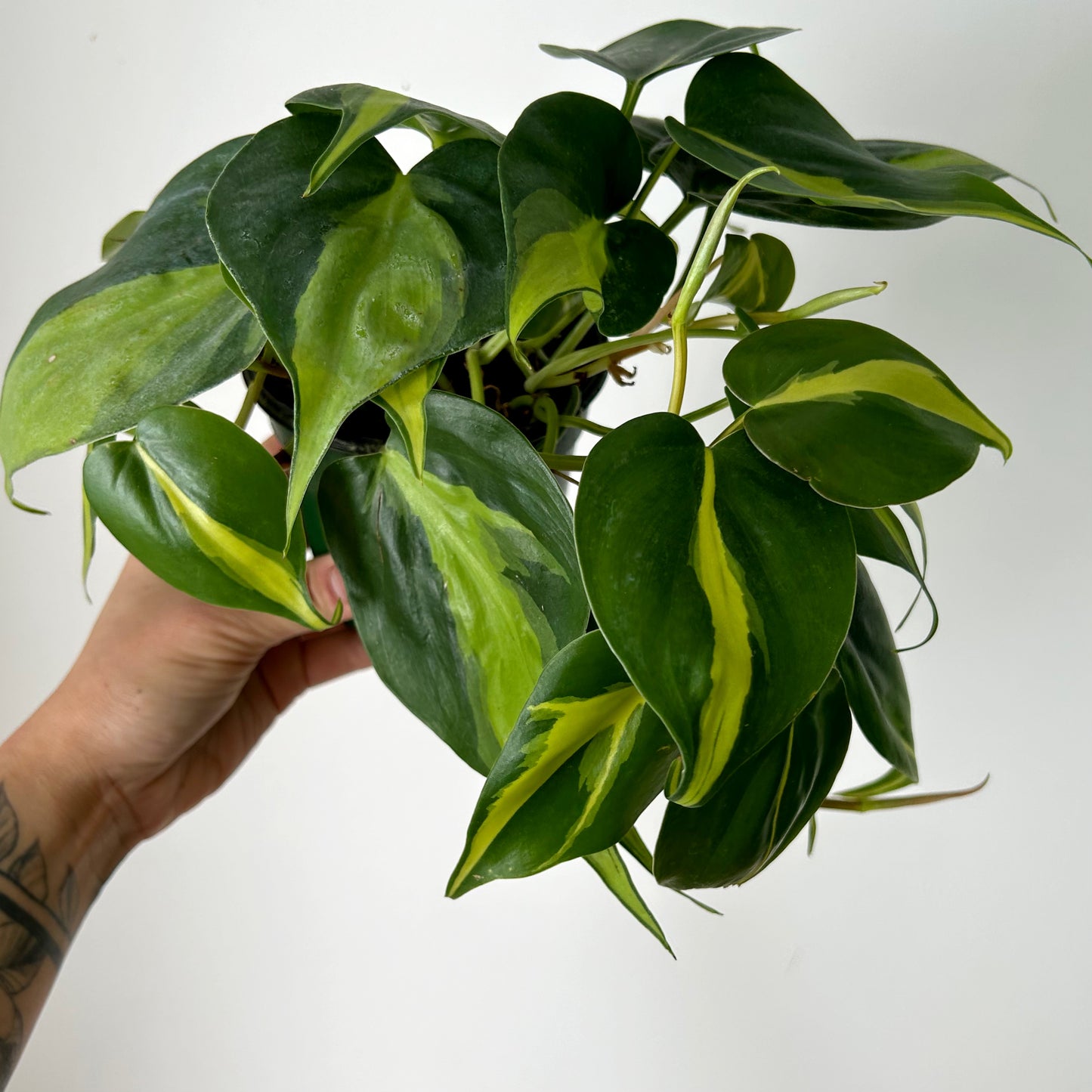 Philodendron  “Brazil” 4”pot