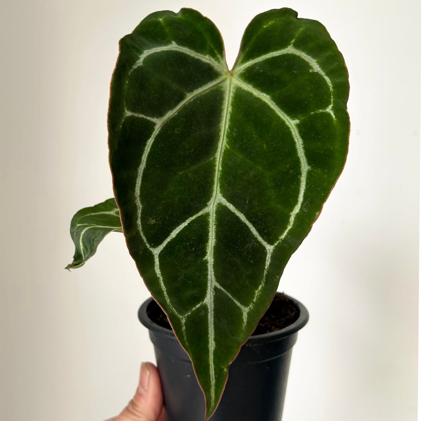 Anthurium crystallinum 3.5”pot