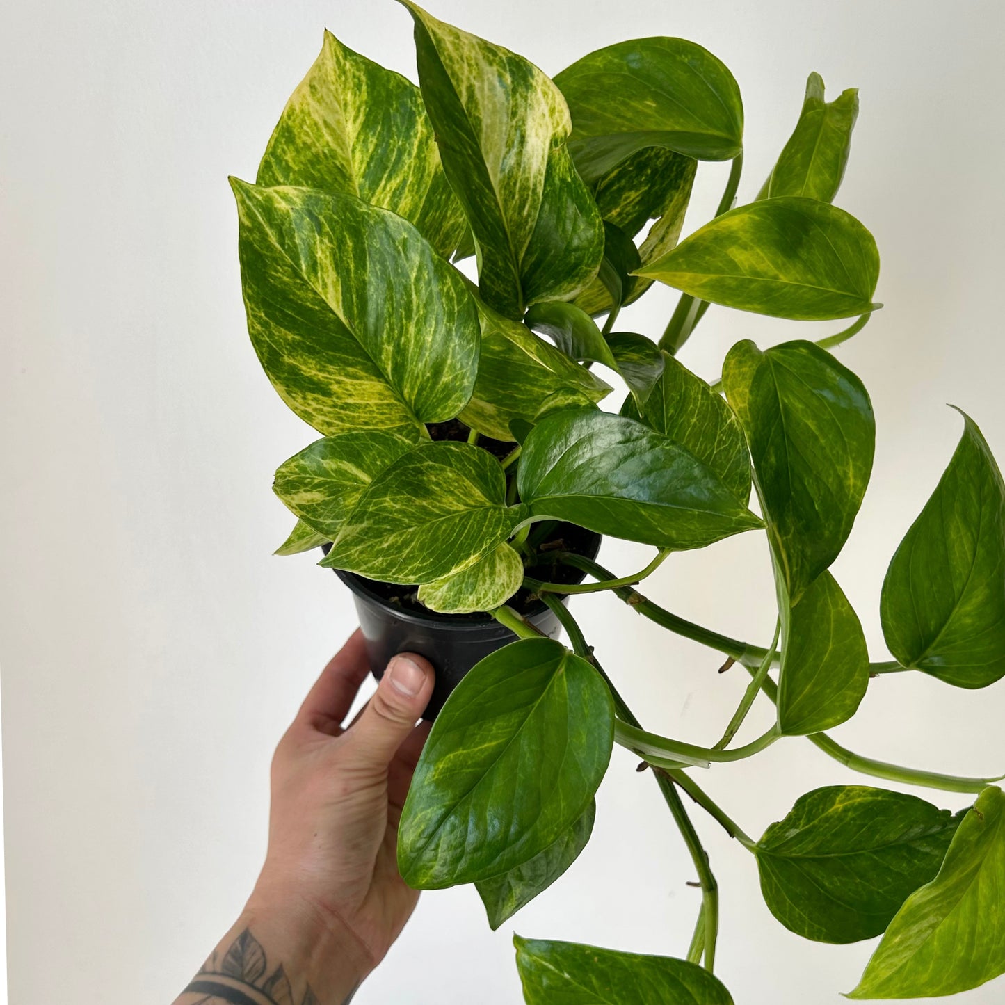 Pothos “Neon Queen” 4”pot