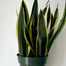 Load image into Gallery viewer, Sansevieria Hahnii “Black Gold” 6” pot
