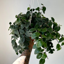 Load image into Gallery viewer, Lipstick Plant (Aeschynanthus Pulcher) 6” Hanging Basket
