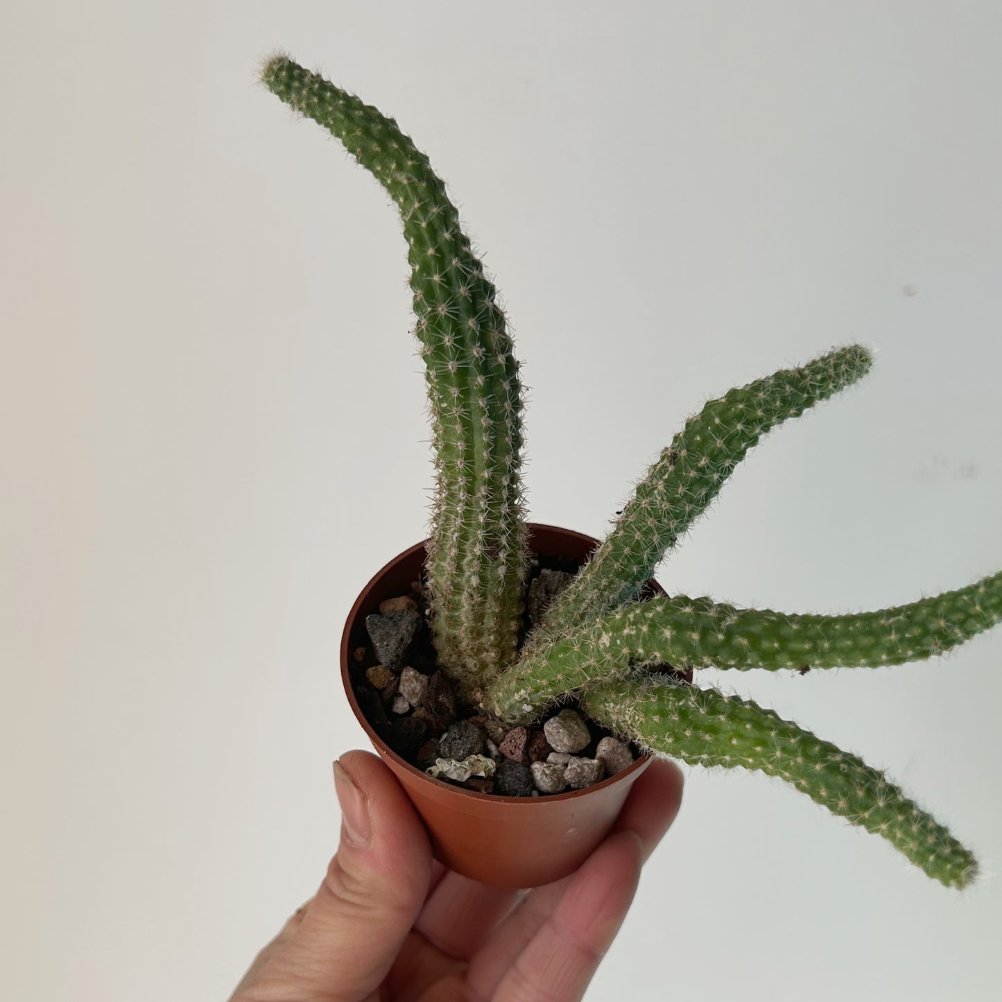 Peanut cactus (Echinopsis chamaecereus) 2.5”pot