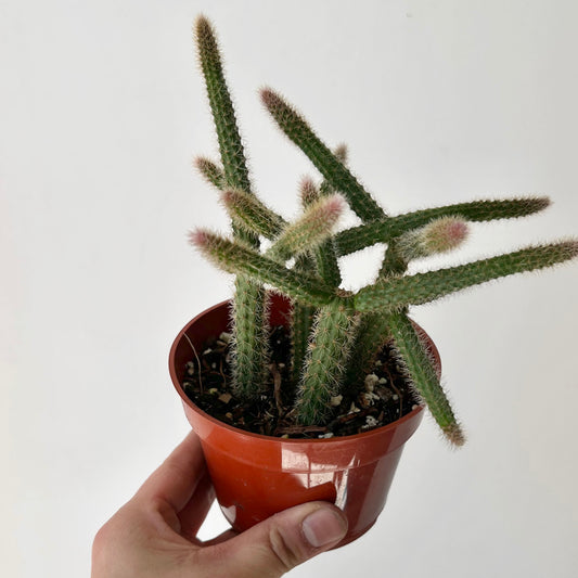 Rat Tail Cactus (Aporocactus flagelliformis )4” pot