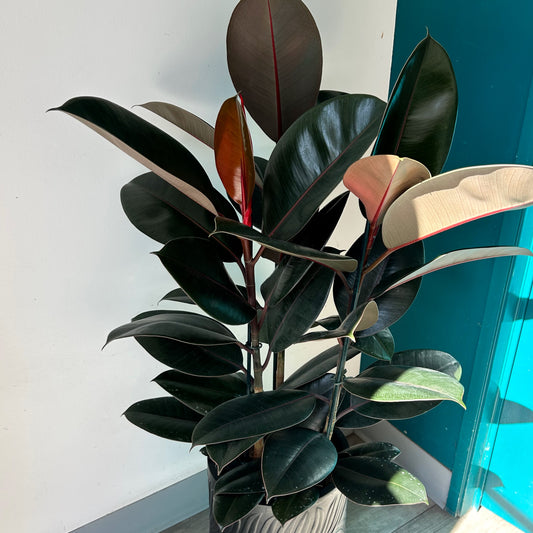 Burgundy Rubber Fig (Ficus Elastica) approximately 3.5ft tall in 8” pot