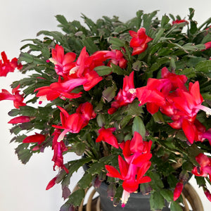 Thanksgiving Cactus 8”pot