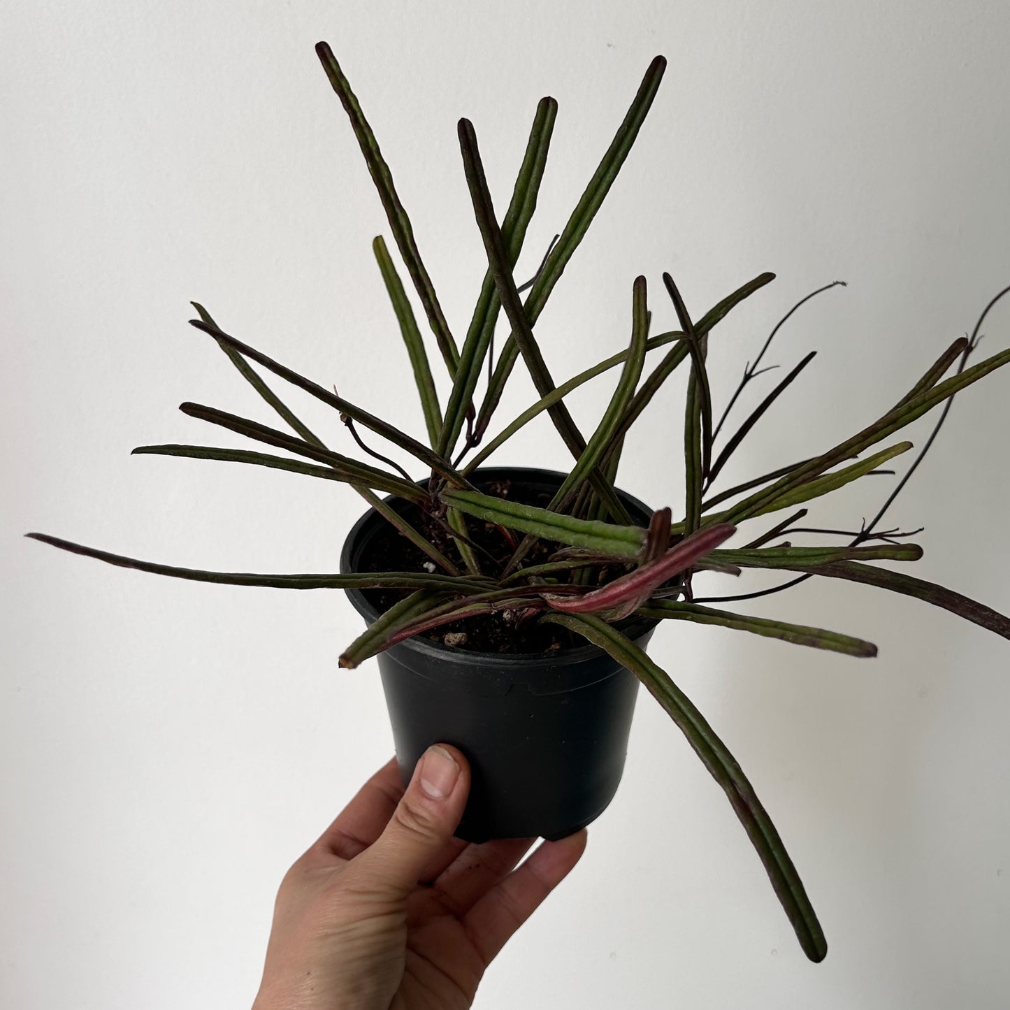Hoya insularis 4.25”pot