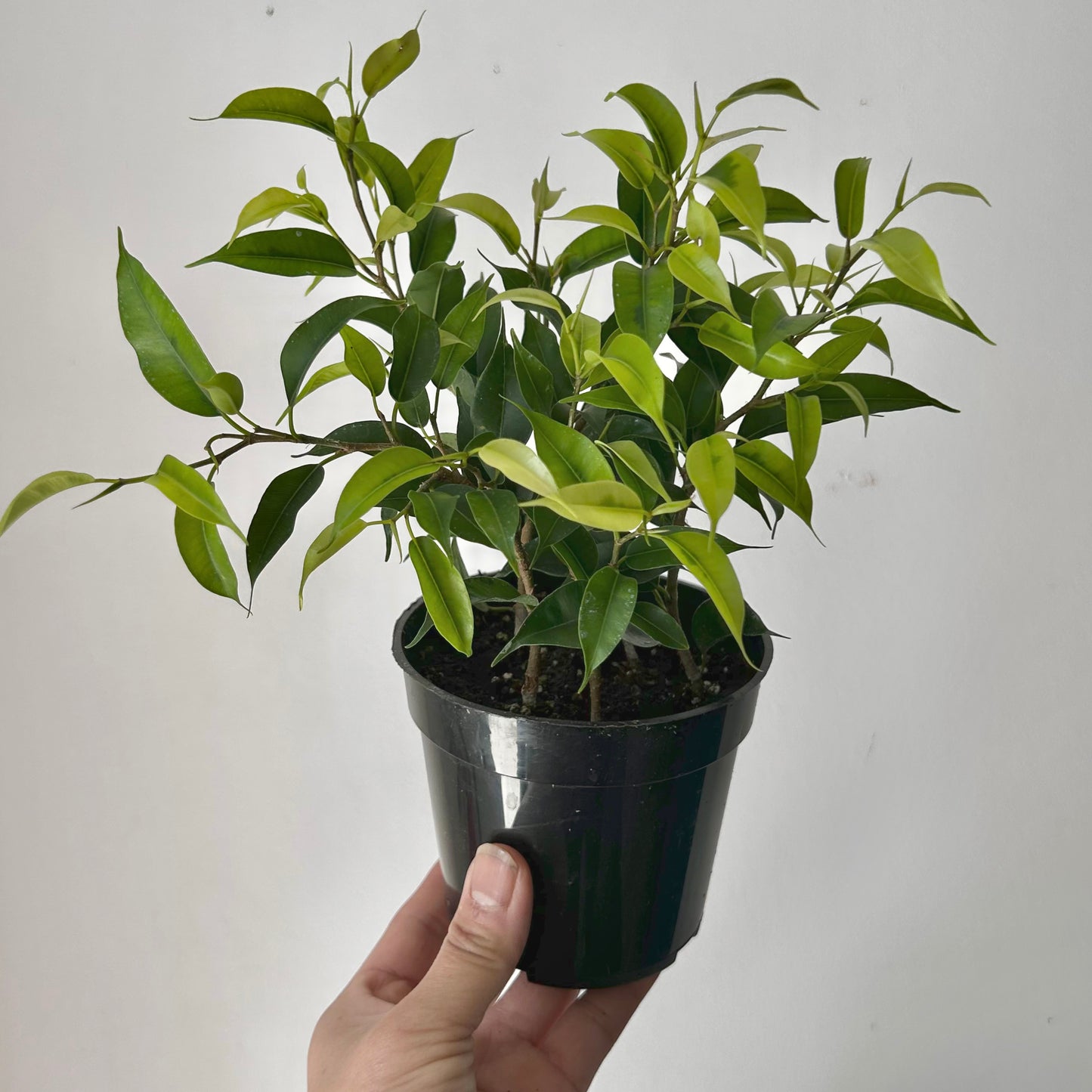 Ficus Benjamina (Small-leaf) 4”pot