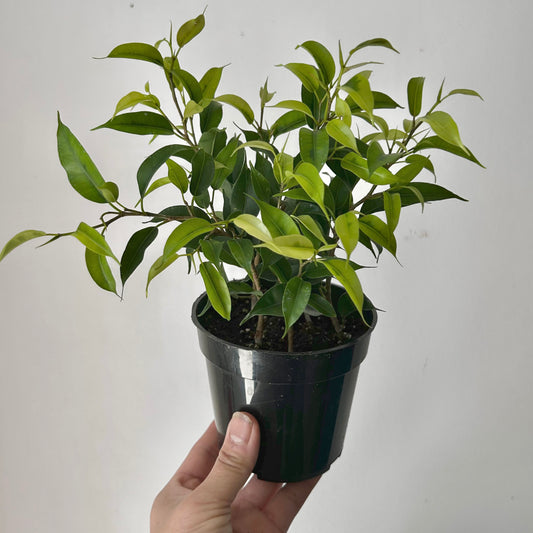 Ficus Benjamina (Small-leaf) 4”pot