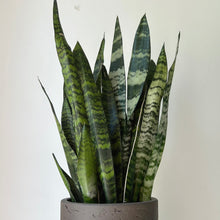 Load image into Gallery viewer, Sansevieria “Black Coral” 6” pot
