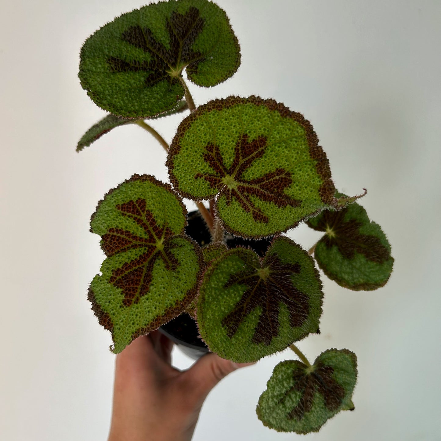Begonia Masoniana"Iron Cross” 3.5”pot