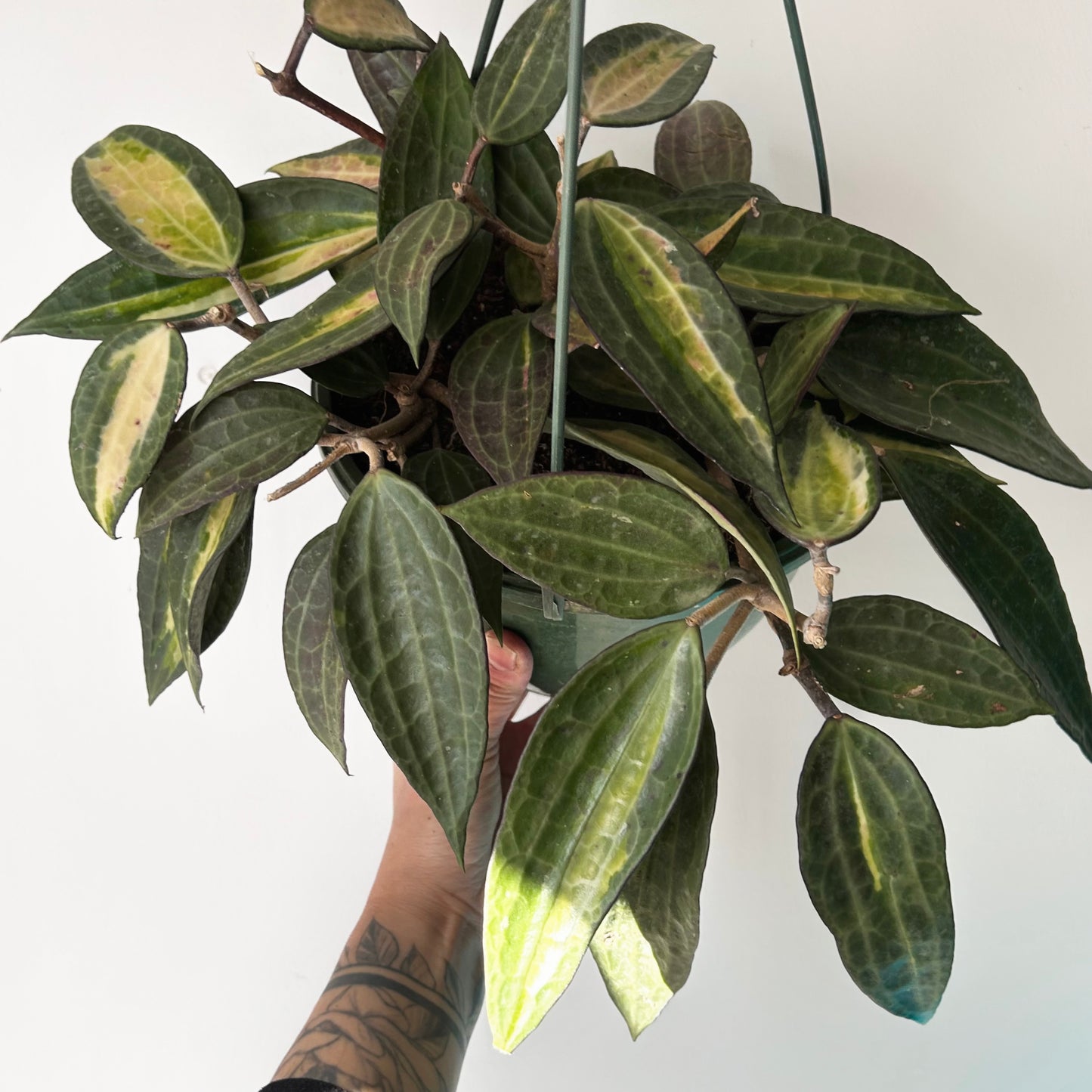 Hoya latifolia “Pot of Gold” 8” hanging basket