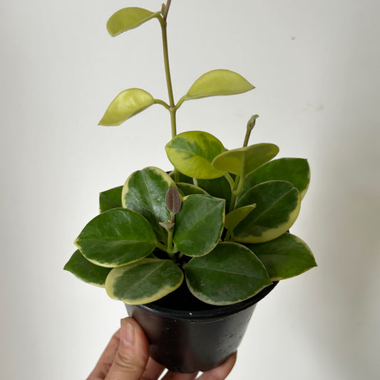 Variegated Hoya australis (Outer-variegation) 4” pot